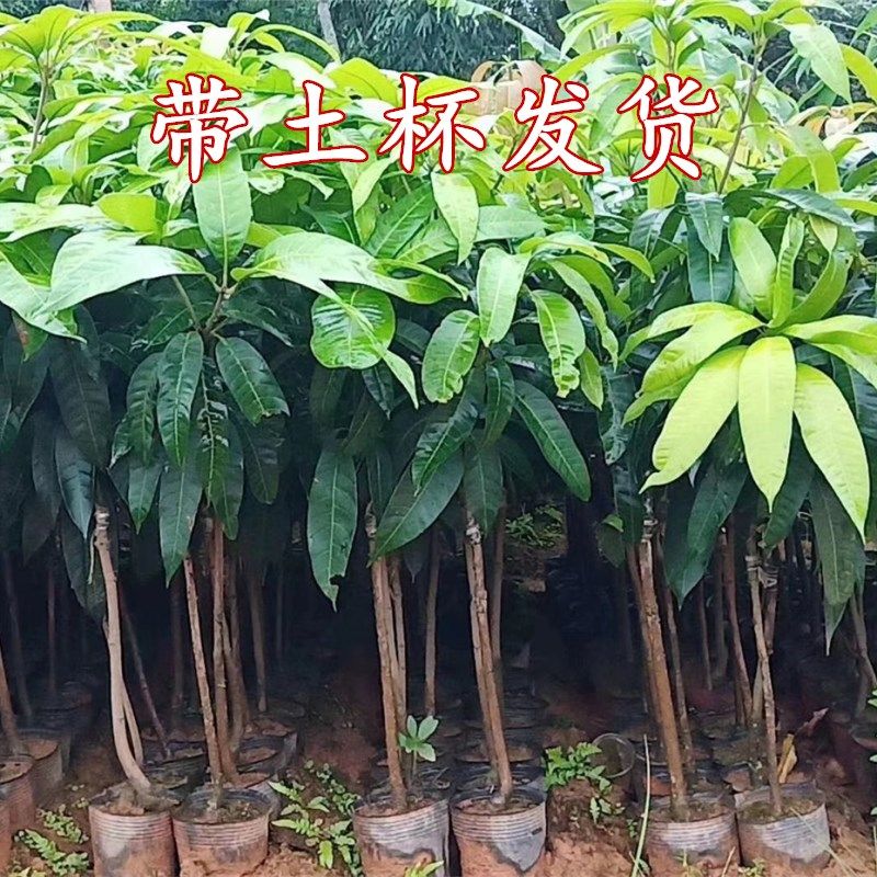 鸡蛋芒果苗皮薄蜜甜椰香芒果树嫁接苗南北方庭院阳台盆栽常绿果树,淘宝优惠券,粉丝福利购,淘宝优惠卷