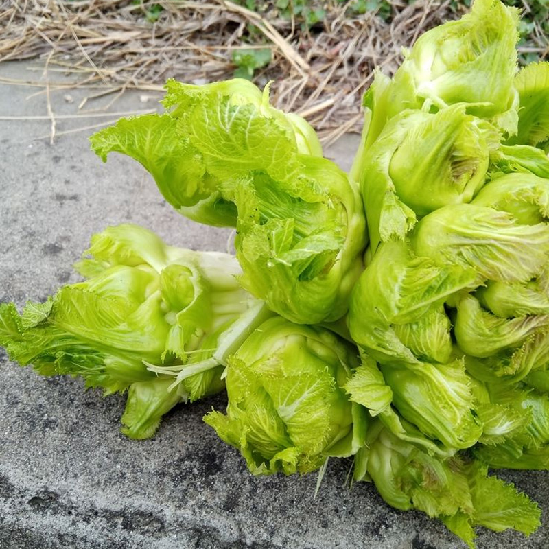 四川涪临儿菜种子娃娃菜抱子芥菜种籽秋季榨菜四季南方盆栽蔬菜孑-图1