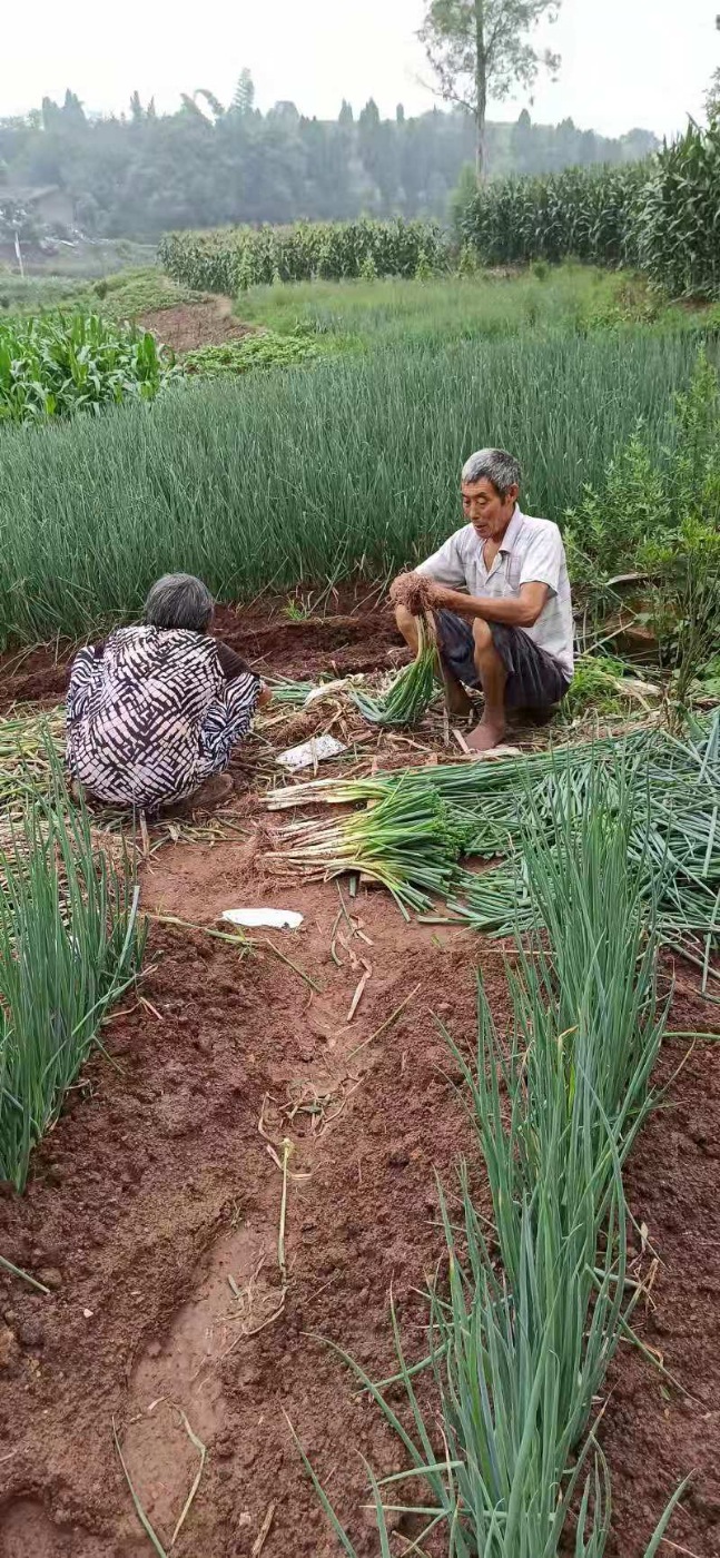 四川大葱新鲜蔬菜自贡大葱现挖凉拌大葱本地小大葱分葱泥巴大葱黄 - 图1