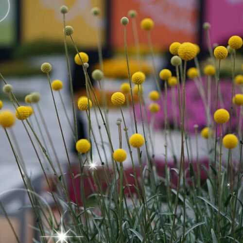 花镜植物澳洲鼓槌菊盆栽室外花园耐热耐寒多年生宿根花可切花植物 - 图2