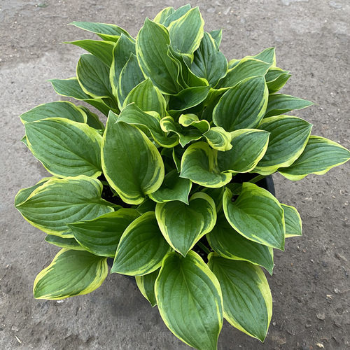 玉簪花苗 阳台庭院绿植多年生花卉花园进口大苗盆栽 常绿观叶植物 - 图3