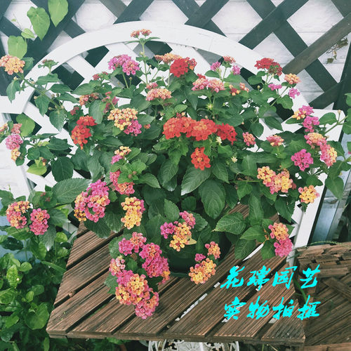 五色梅盆栽五彩花四季棒棒糖大苗庭院室外地栽带花植物花期长包邮 - 图0