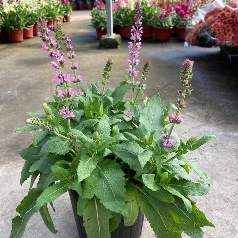 蓝色鼠尾草盆栽带花室外阳台植物庭院地栽花卉多年生耐寒耐热绿植 - 图3