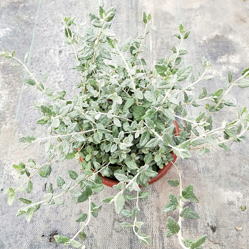 水果兰盆栽灌从石蚕花苗室外阳台庭院花园多年生常青灌木植物花卉 - 图3