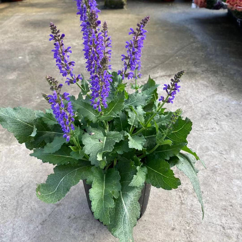 蓝色鼠尾草盆栽带花室外阳台植物庭院地栽花卉多年生耐寒耐热绿植 - 图2