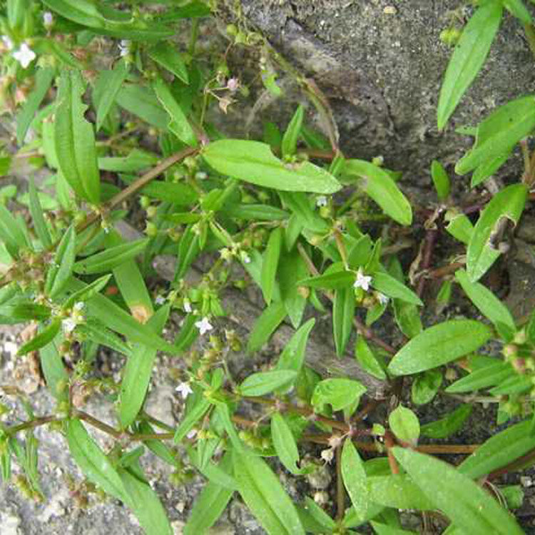 白花蛇舌草种籽半枝莲种子蛇舌草种子百花蛇舌草籽材种籽