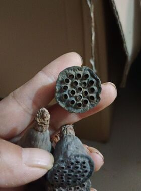 天然干莲蓬泡水带籽小莲蓬头连蓬莲房莲蓬壳莲蓬干花装饰