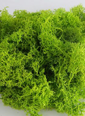 无杂质极地永生花苔藓青苔 钥匙扣玻璃罩植物墙微景观diy材料包