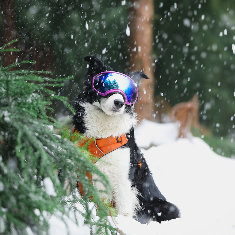 美国RexSpecs雷克斯佩客犬用护目镜狗登山滑雪户外防风边牧狗眼镜 - 图1