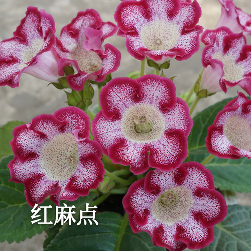 单瓣大岩桐自收种子夏季耐热花卉易活室内阳台满25包邮 - 图3