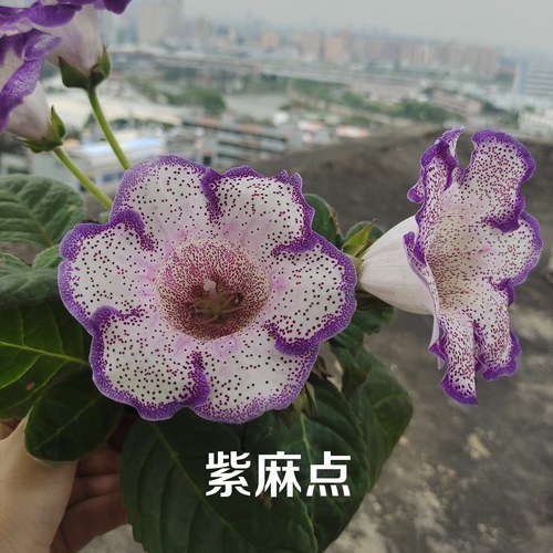 单瓣大岩桐自收种子夏季耐热花卉易活室内阳台满25包邮 - 图1