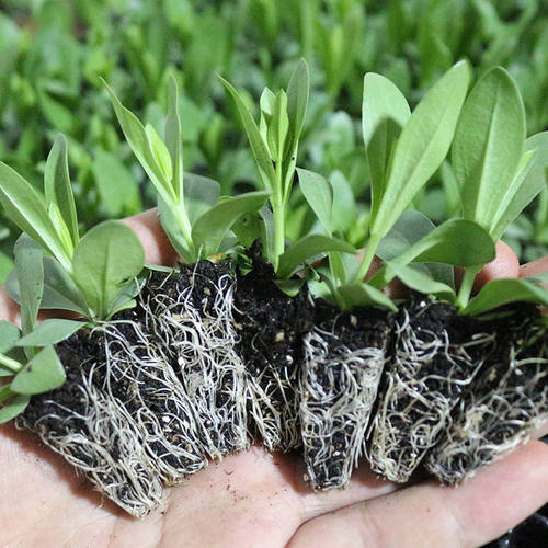洋桔梗花苗重瓣穴苗四季开花阳台室内室外绿植盆栽带土混色小苗 - 图1
