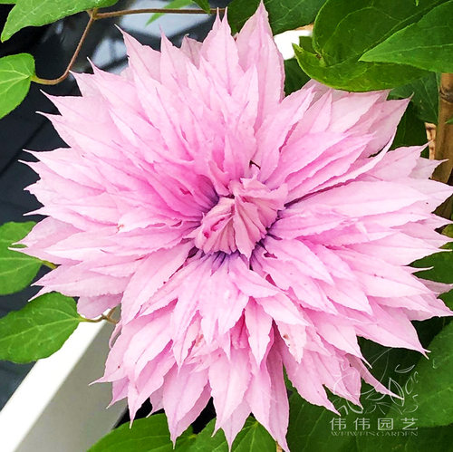 伟伟园艺 新品铁线莲多粉 重瓣如梦多花矮生晚花庭院阳台新品大促 - 图0