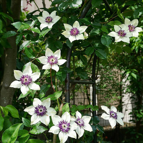 伟伟园艺 铁线莲幻紫 双色重瓣 F系经典四季开花盆栽庭院阳台露台 - 图0