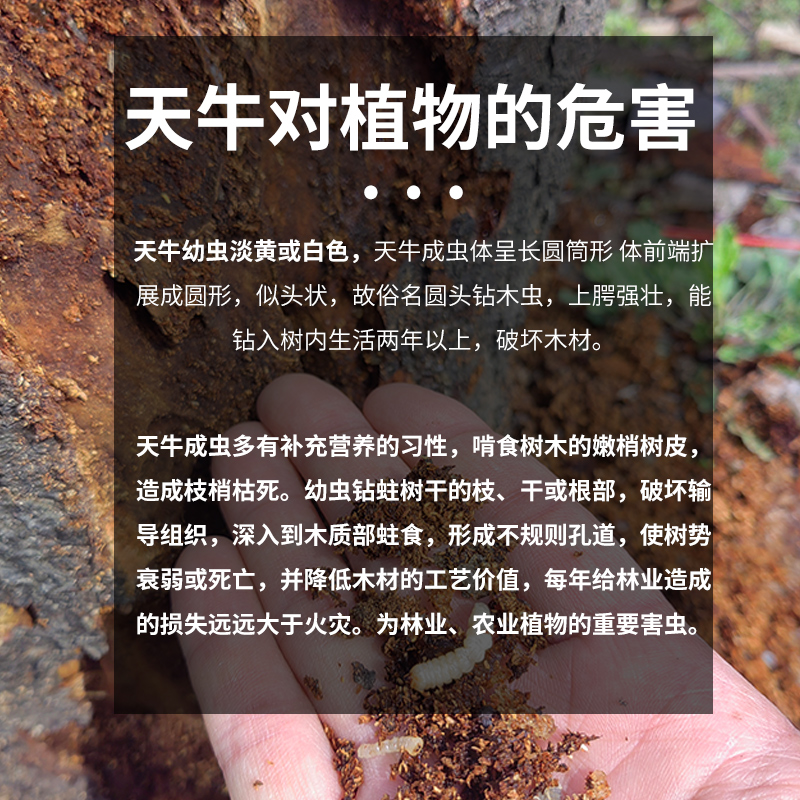 国光毒枪天牛克星树洞虫立毙幼虫无花果桃树钻心虫蛀杆害虫杀虫剂 - 图2