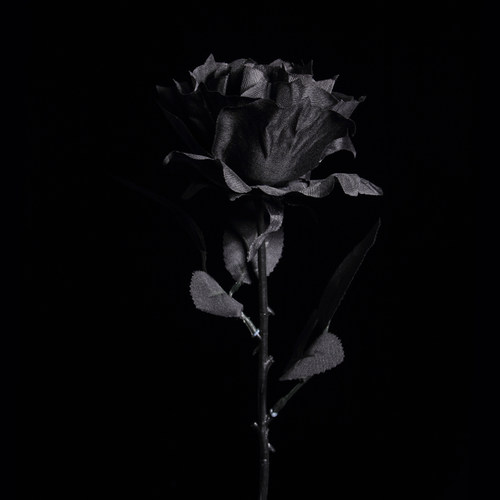 黑色仿真玫瑰花 黑暗jk写真拍照摄影道具 哥特黑玫瑰假花花束装饰 - 图0