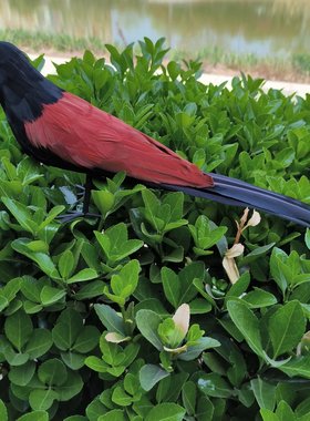 新款仿真红毛鸡羽毛鸡装饰工艺景观橱窗园林演示场景布置摆件道具