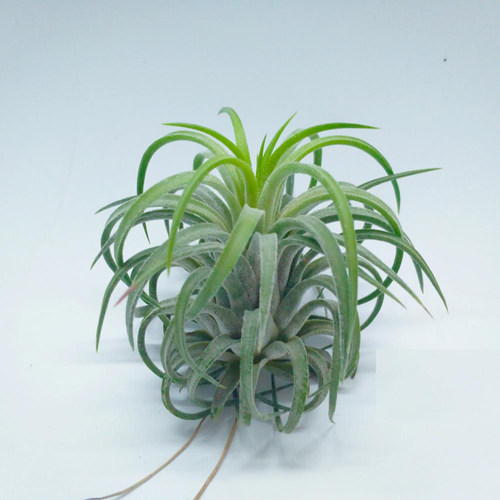 卷叶空气凤梨丘比特精灵空凤无土植物花卉紫花喷水就活好养绿植花 - 图2