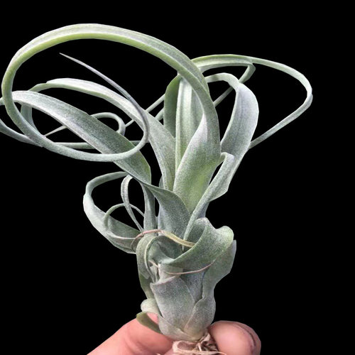 花卷空气凤梨无土植物卷叶室内桌面盆景好养绿植净空气盆栽耐旱 - 图2