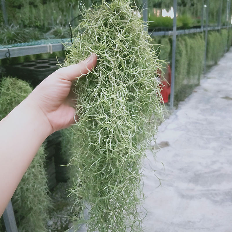 松萝空气凤梨悬挂无土植物老人须雨林造景吊挂装饰垂吊绿植吸甲醛-图0