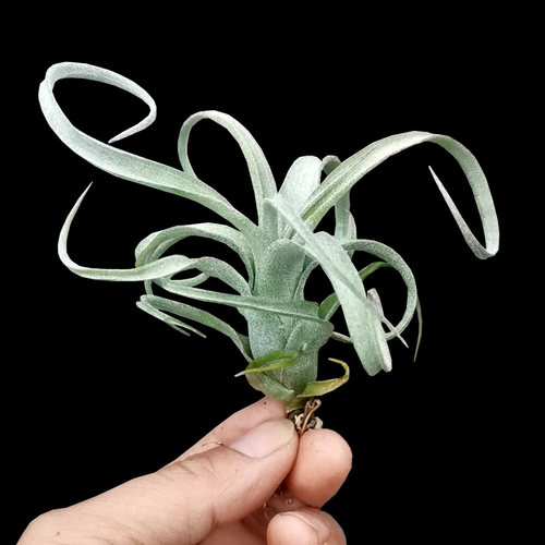 花卷空气凤梨无土植物卷叶室内桌面盆景好养绿植净空气盆栽耐旱 - 图0