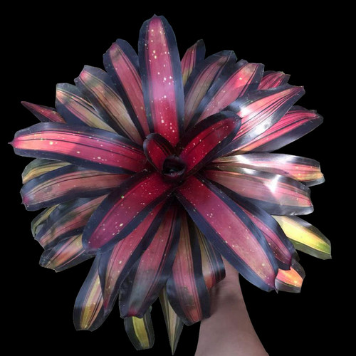 大型积水凤梨雨林植物红叶生态造景植物多款雨林缸绿植水陆景观花 - 图2