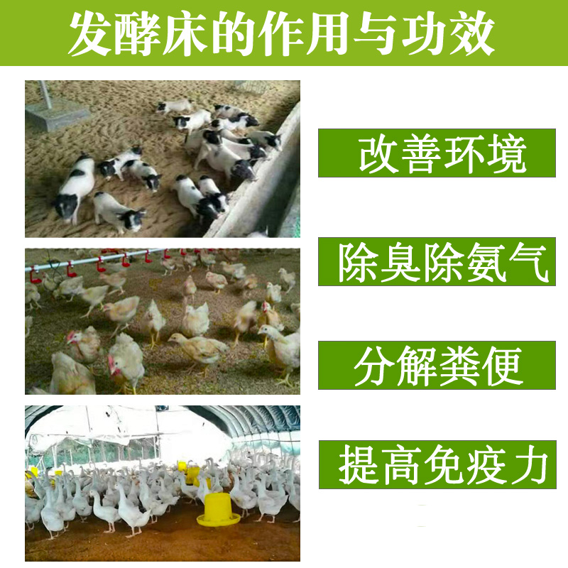 启明生物养殖猪牛羊蛇宠物芦丁鸡舍发酵床菌种养鸡em菌剂鸭鹅干撒 - 图2