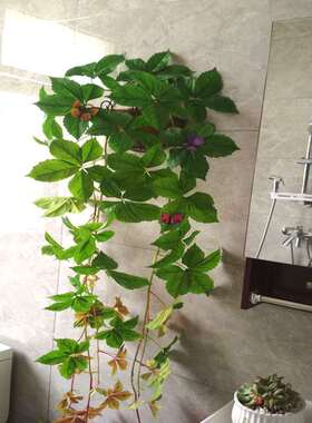 仿真爬山虎假花墙壁绿植物藤条空调暖气管道缠绕电线遮挡遮丑补洞