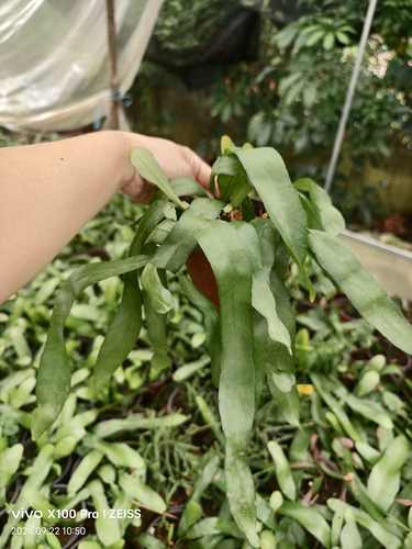 可食用印尼进口小叶昙花浓香耐阴昙花盆栽昙花一梦可垂吊植物花卉 - 图0