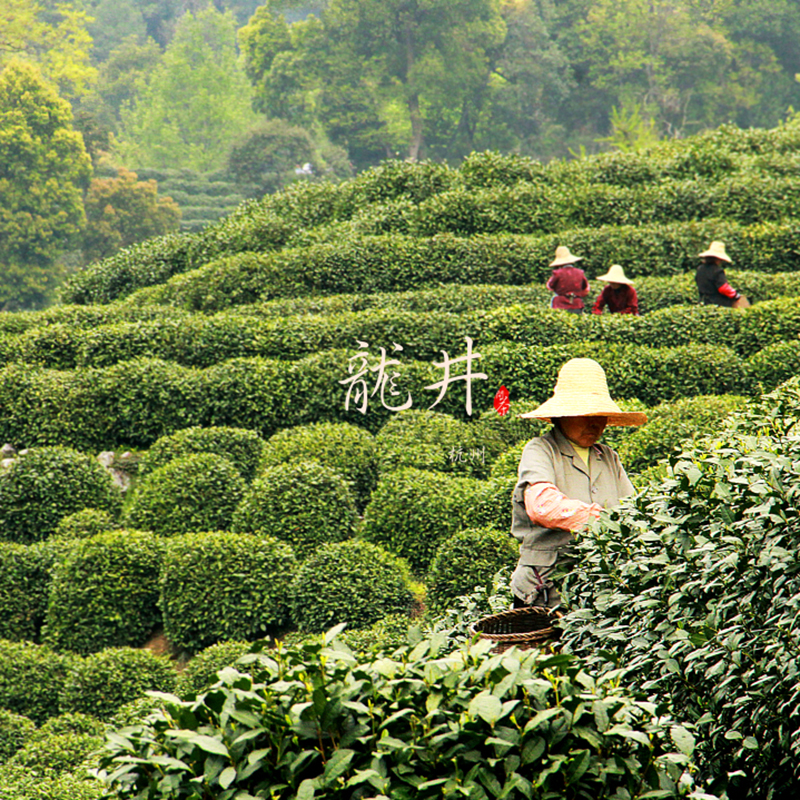 2024年新茶西湖茶场龙井龙井茶叶绿茶正宗杭州特级雨前浓香250g - 图1