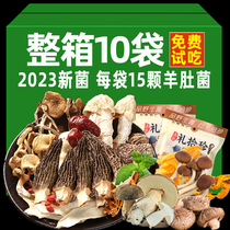 Yunnan Pine Furry Seven Color Fungus Soup Ladle Goat Bellied Fungus dried goods Mushroom Bag Soup stock Cooked Chicken Saucepan Soup ingredients wild