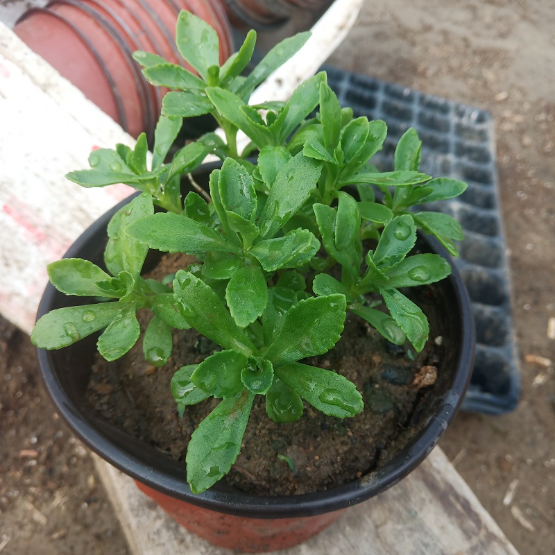 养心菜苗止痒草 景天三七阳台盆栽救心菜 保健特色菜植物非常好养 - 图1