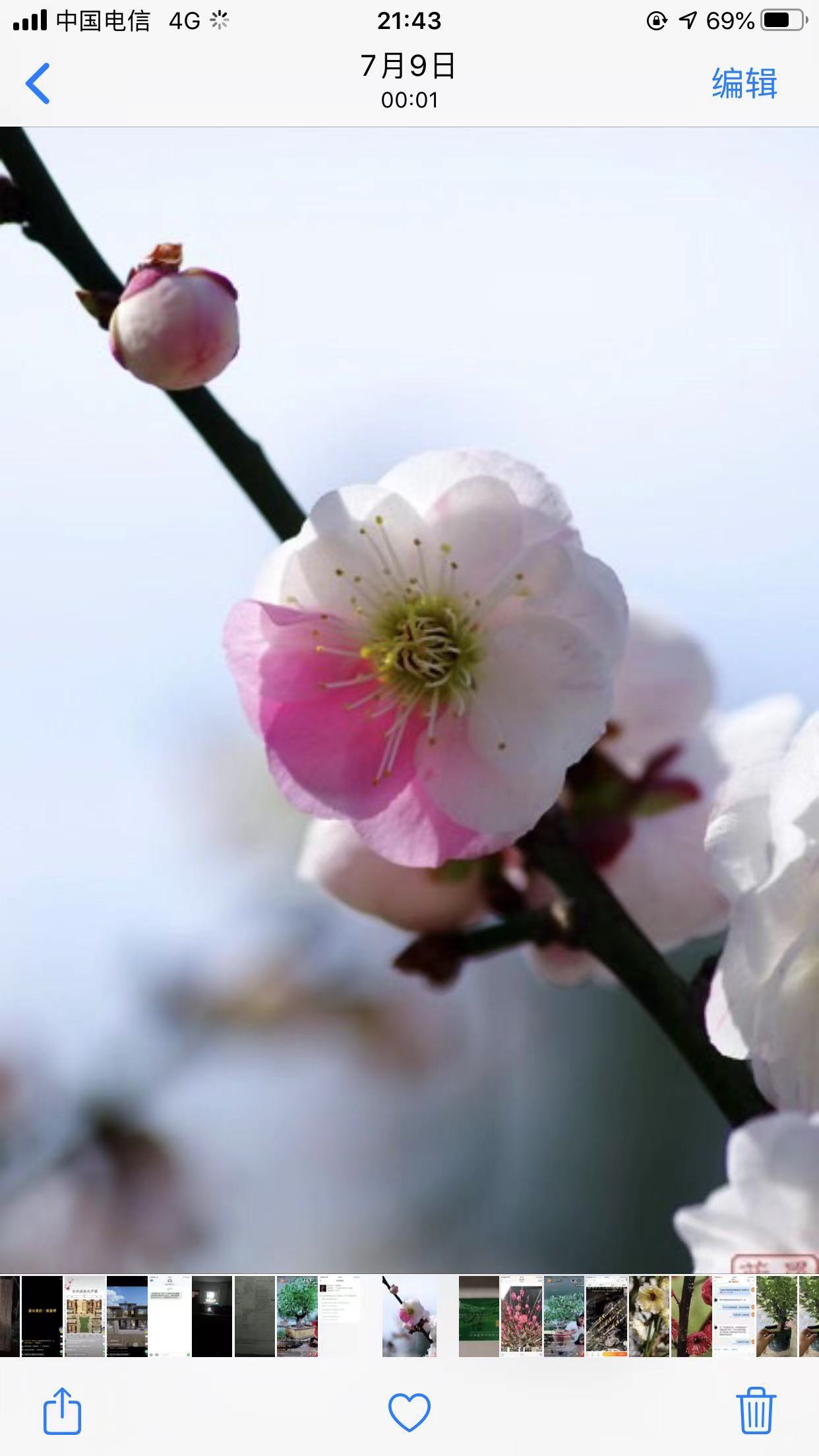 梅花盆栽红梅老桩朱砂梅绿梅腊梅浓香型花卉耐寒植物红梅盆景-图0