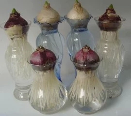 风信子花瓶玻璃塑料可水培