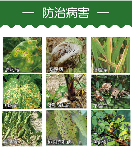 6%春雷霉素杀菌剂叶斑病角斑稻瘟病流胶病柑橘蔬菜软腐细菌病害 - 图1