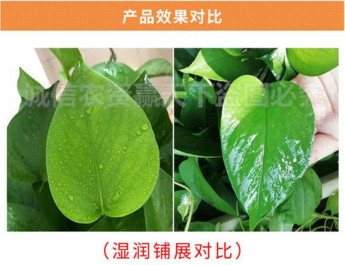 农用天然植物橙皮精油有机硅强效渗透农药增效剂飞机专用助剂溶蜡 - 图1