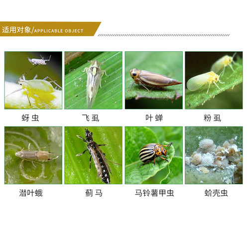 华阳30%噻虫嗪噻虫螓蚜虫飞虱蓟马绿叶蝉花卉蔬菜果树农药杀虫剂 - 图2