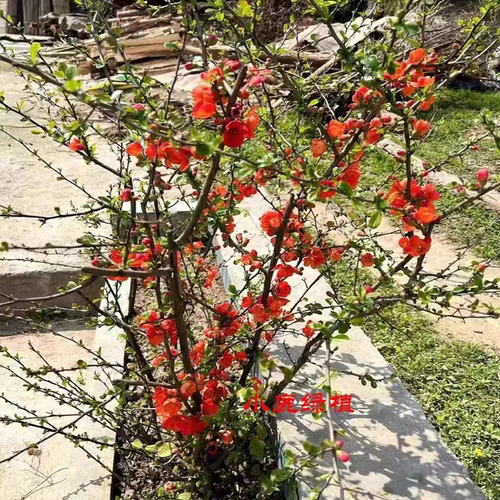 贴梗海棠花盆栽树苗盆景重瓣老桩庭院绿植物四季花卉开花好养易活 - 图3