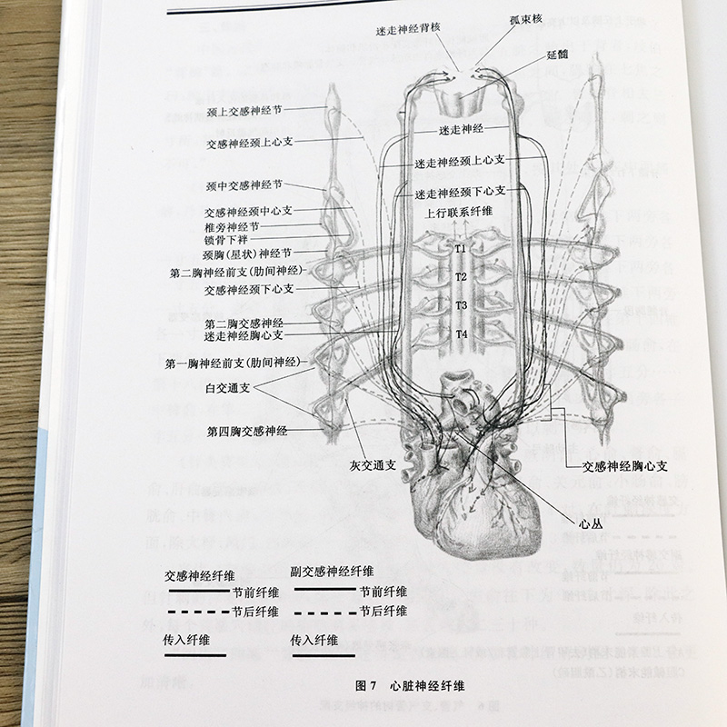 针经焦顺发焦氏头针经筋与针刀针道摸象针刺针经知行录中医针灸参考书针灸基本功针术灸术要领针灸临床经验一针疗法针刺治病理论书-图3