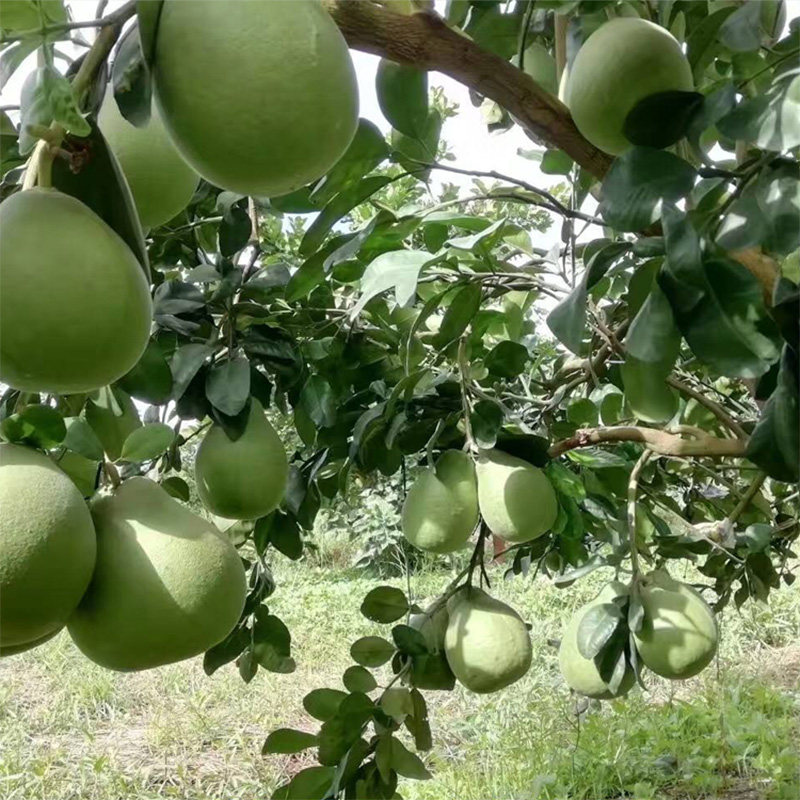 泰国红宝石青柚苗果树苗新品种泰国暹罗三红蜜柚苗红心柚子树苗1_虎窝淘