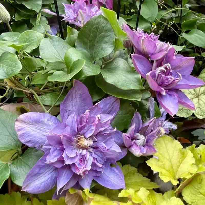 薇安铁线莲花苗爬藤花卉植物重瓣大花藤本花卉庭院爬墙无刺四季花 - 图1