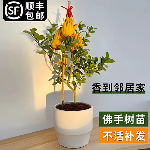 佛手树苗盆栽带果金佛手大果盆景佛手柑室内阳台盆栽庭院花卉植物 - 图2