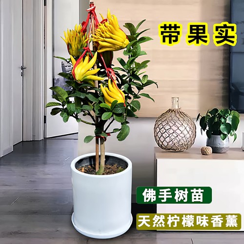 佛手树苗盆栽带果金佛手大果盆景佛手柑室内阳台盆栽庭院花卉植物 - 图1