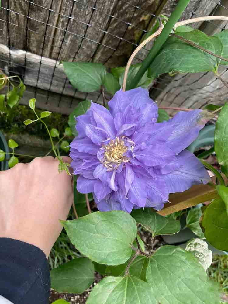 薇安铁线莲花苗爬藤花卉植物重瓣大花藤本花卉庭院爬墙无刺四季花 - 图2