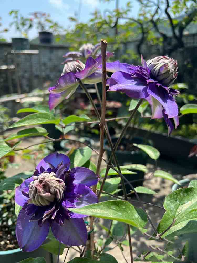 水星2号大花铁线莲花苗盆栽阳台庭院护栏四季爬藤攀援花卉绿植物 - 图0