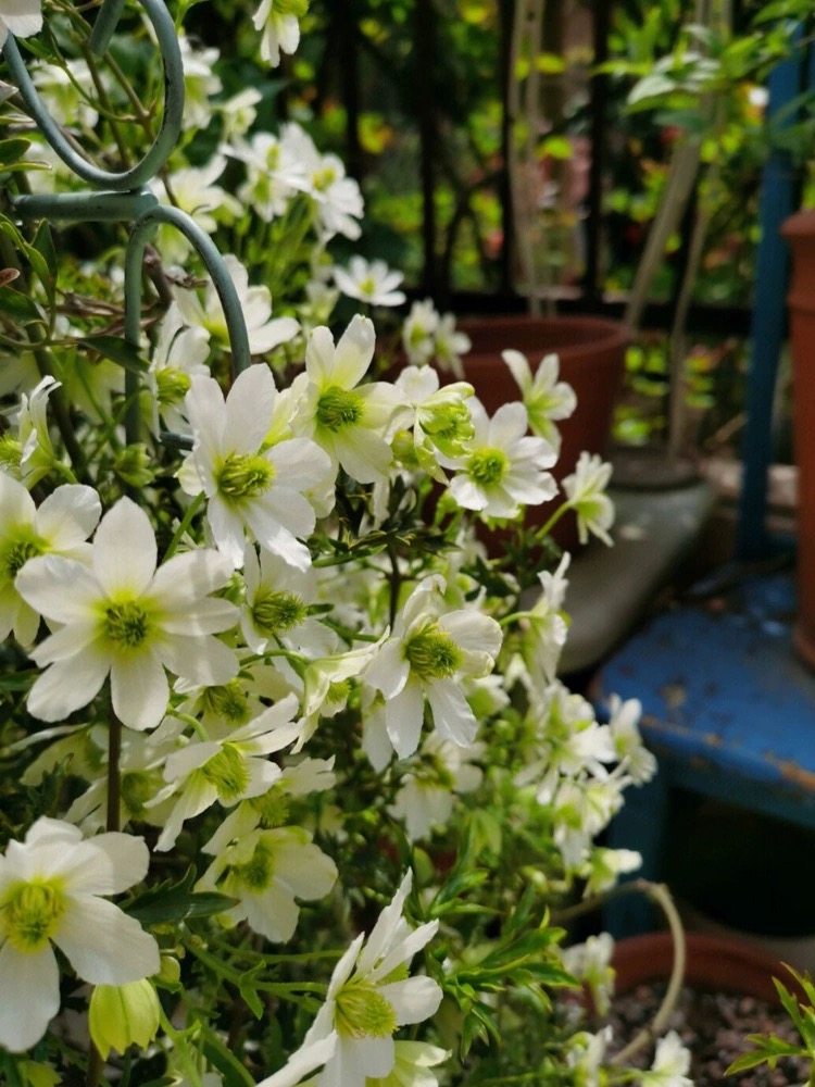 春早知铁线莲花苗盆栽爬藤植物阳台庭院藤本植物多年生花卉多季花 - 图0