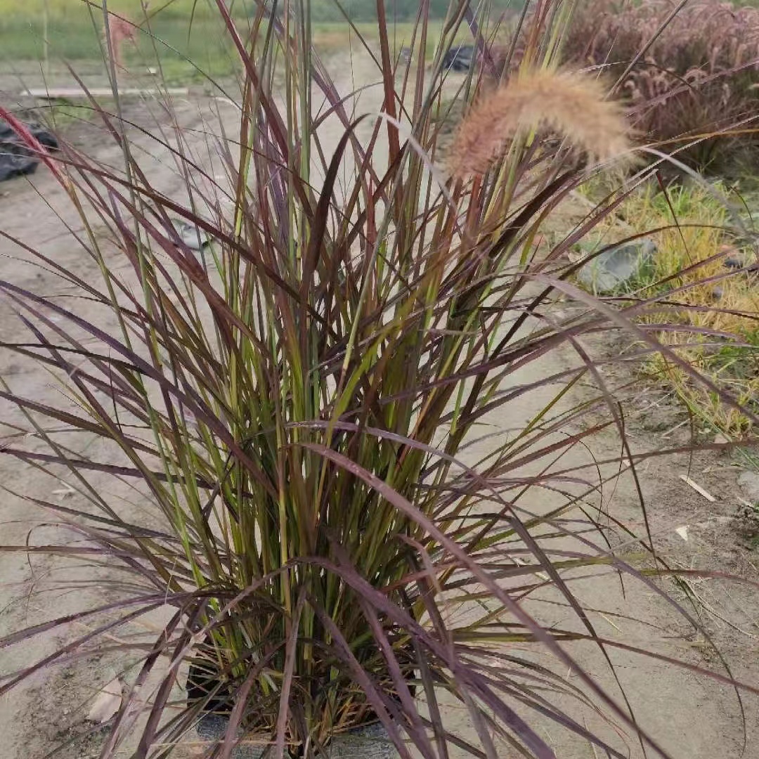 花境植物 特大紫叶火焰狼尾草盆栽苗花镜花园多年生观叶植可开票