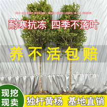 Solo pole yellow Yang sapiens small leafy melon seed yellow poplar potted patio planted with high pole styling bonsai material green seedlings