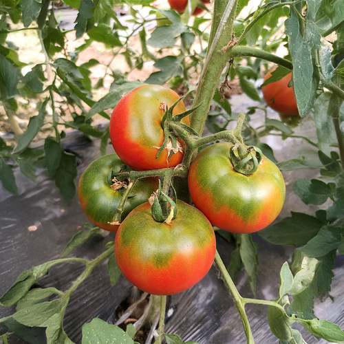 农科院番茄种子原味京采草莓西红柿普罗旺斯沙瓤牛排柿子蔬菜籽孑 - 图0