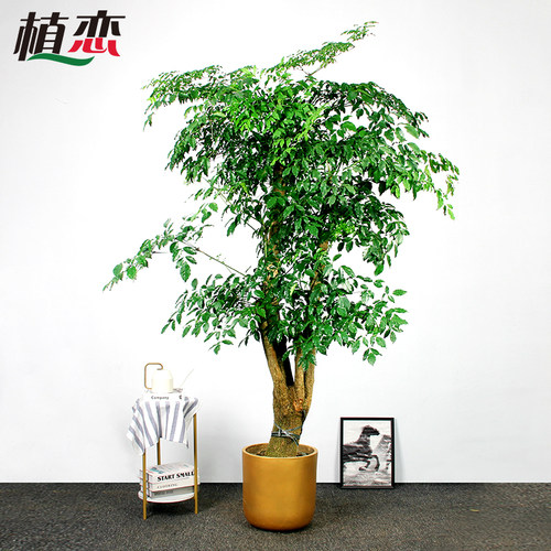 幸福树室内大盆景盆栽开业送礼植物走廊前台接待绿植 宁波慈溪 - 图1